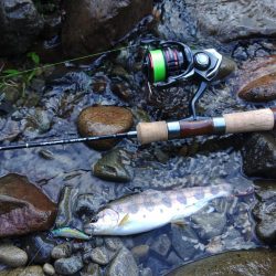 久しぶりのアマゴ釣り